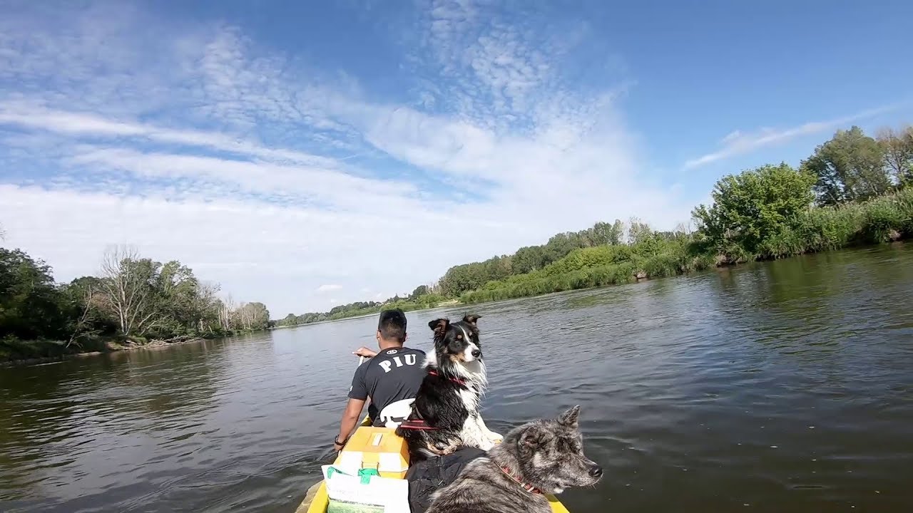 Deux jours sur la Loire : on emmène 4 CHIENS en CANOË !