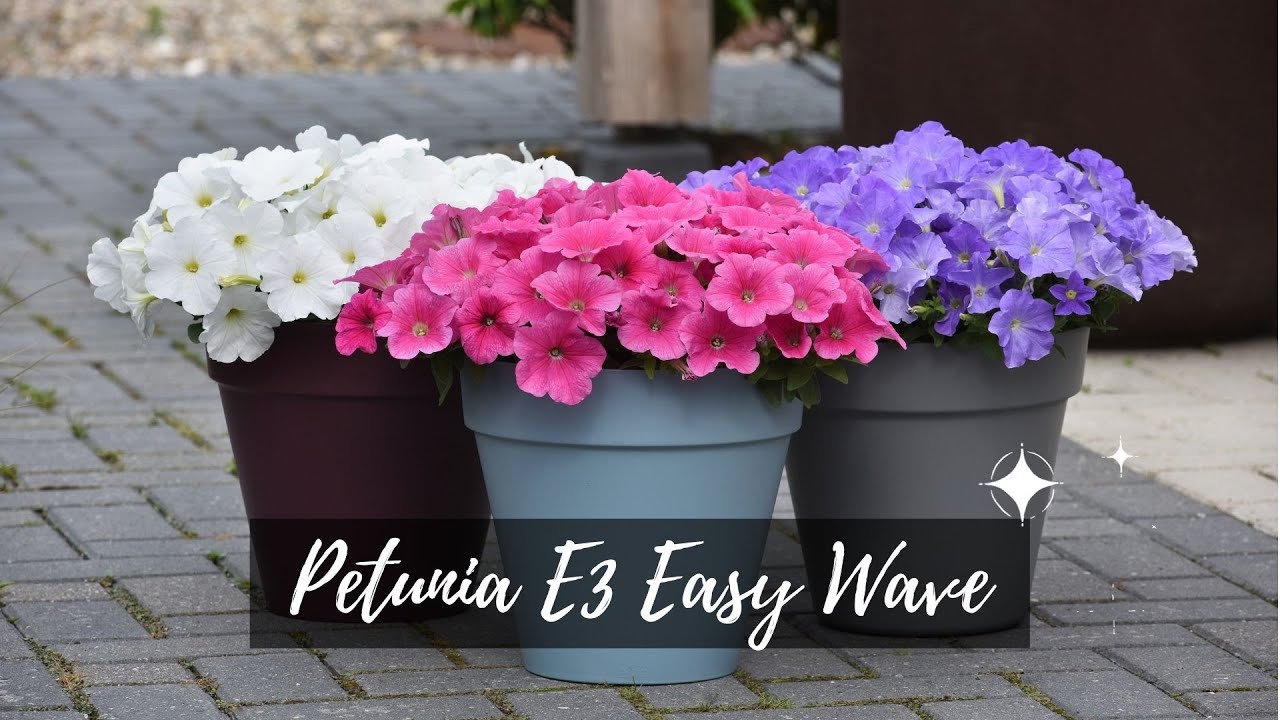 The Flowers Icon | Petunia E3 Easy Wave the new series 2021 | EP.1