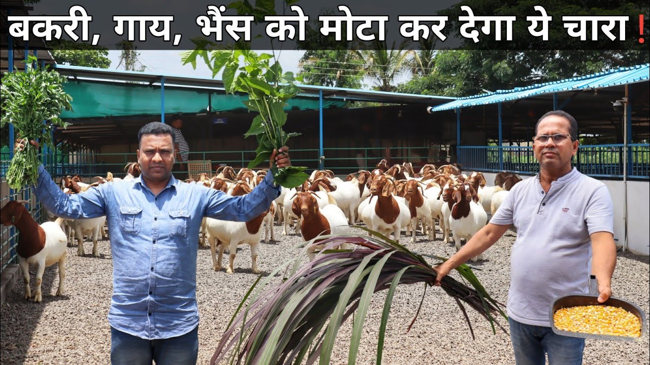 बकरी, गाय, भैंस की सेहत बनाने वाला हरा चारा | Best Green Fodder For Goats | Cow | Buffalo