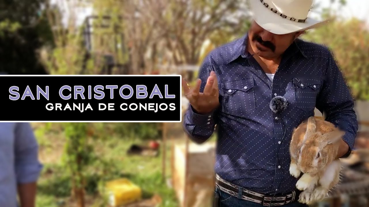 GRANJA DE CONEJOS ASÍ SE CRÍAN LOS CONEJOS EN SAN CRISTOBAL FRESNILLO ZACATECAS