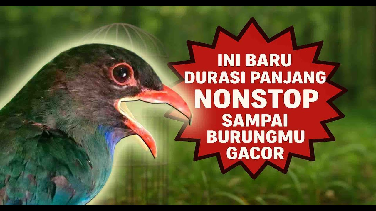 Suara Tengkek Buto Gacor Durasi Panjang Super Jernih