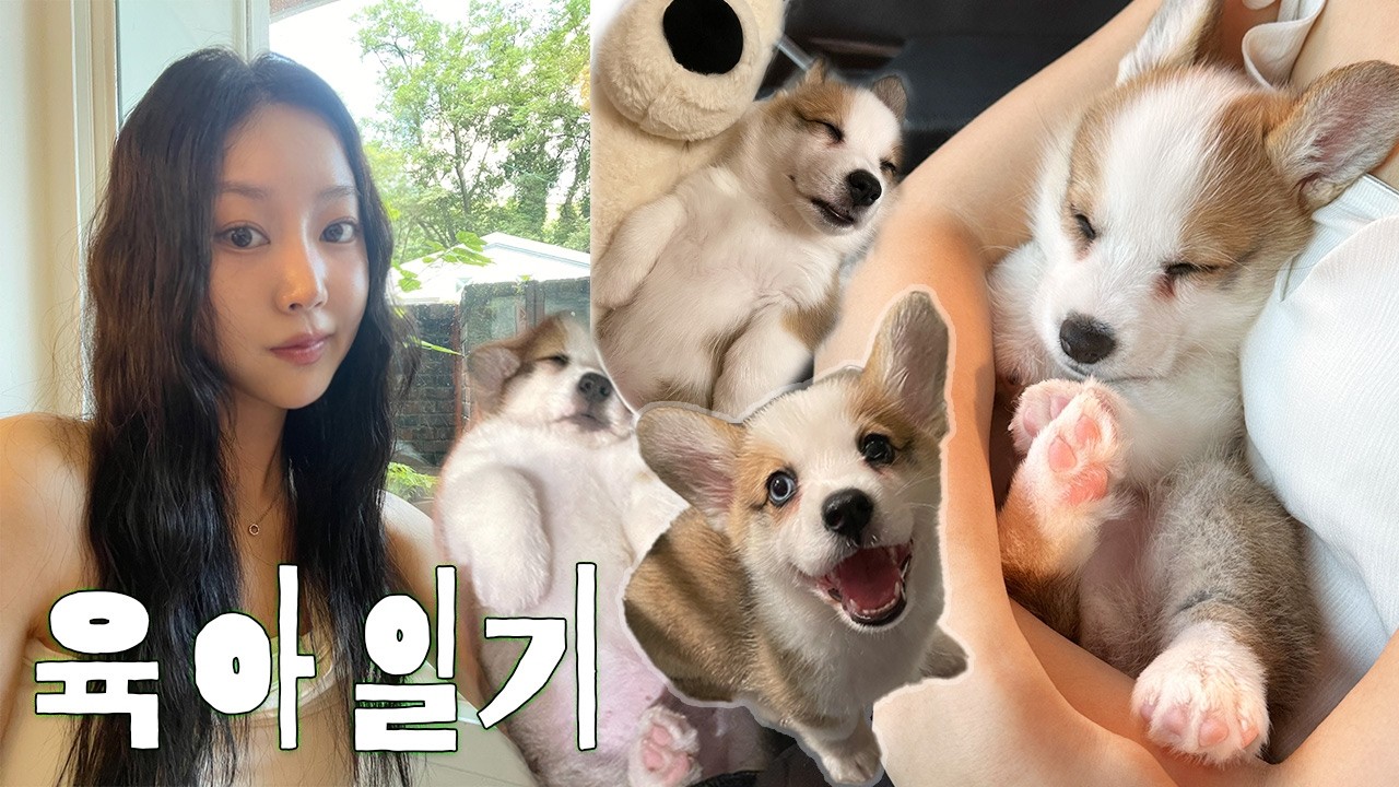 ✶ vlog 아기 강아지 망고와 2박 3일 육아일기