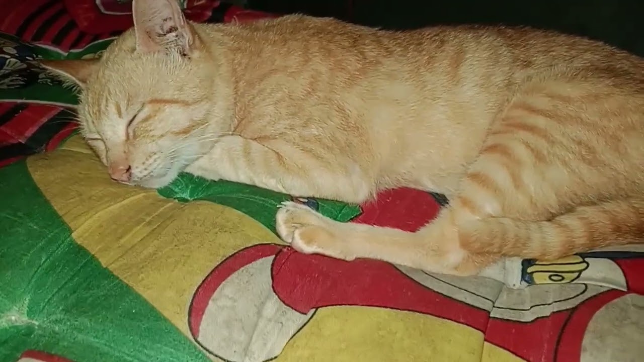 MASYALLLAH JOHNNY SAYANG TIDUR NYENYAK 