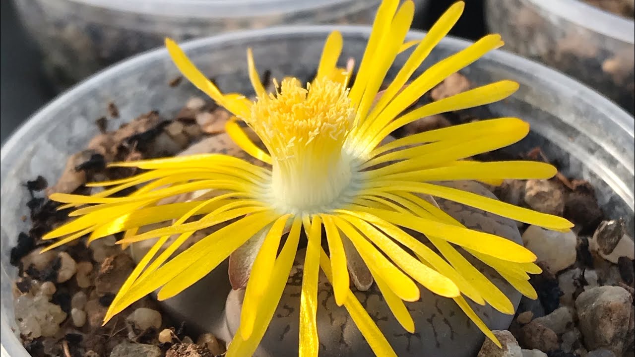 Цветут Литопсы (Lithops) - живые камни.
