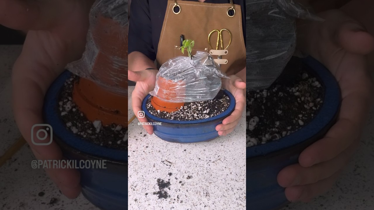 W33D BONSAI 😱 #bonsai #howtomake #cannabonsai