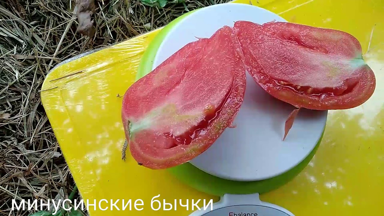 Томат Минусинские бычки 👍👍👍