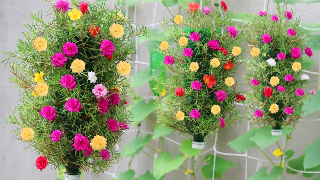 How to grow beautiful Portulaca Grandiflora flower in hanging Pots