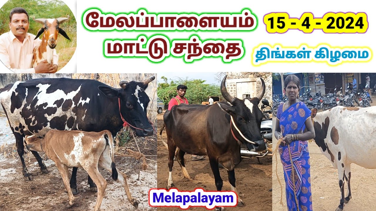 15 - 4 - 2024 / மேலப்பாளையம் மாட்டு சந்தை / திங்கள்கிழமை / Melapalayam / @tamilvivasayi