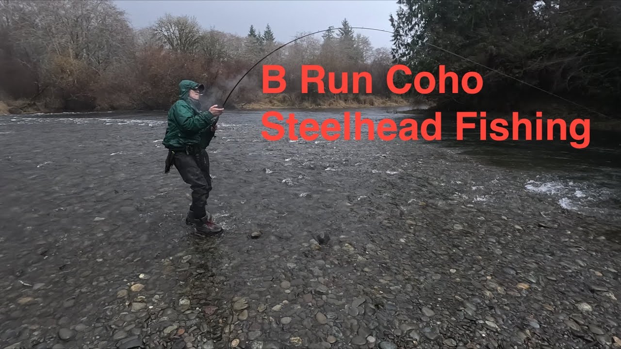 B Run Coho and Steelhead in WA