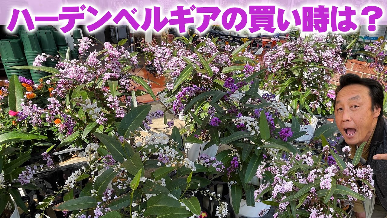 【陽春園】4月は遅い？ハーデンベルギアの買い時と開花時期を知っておこう【園芸】