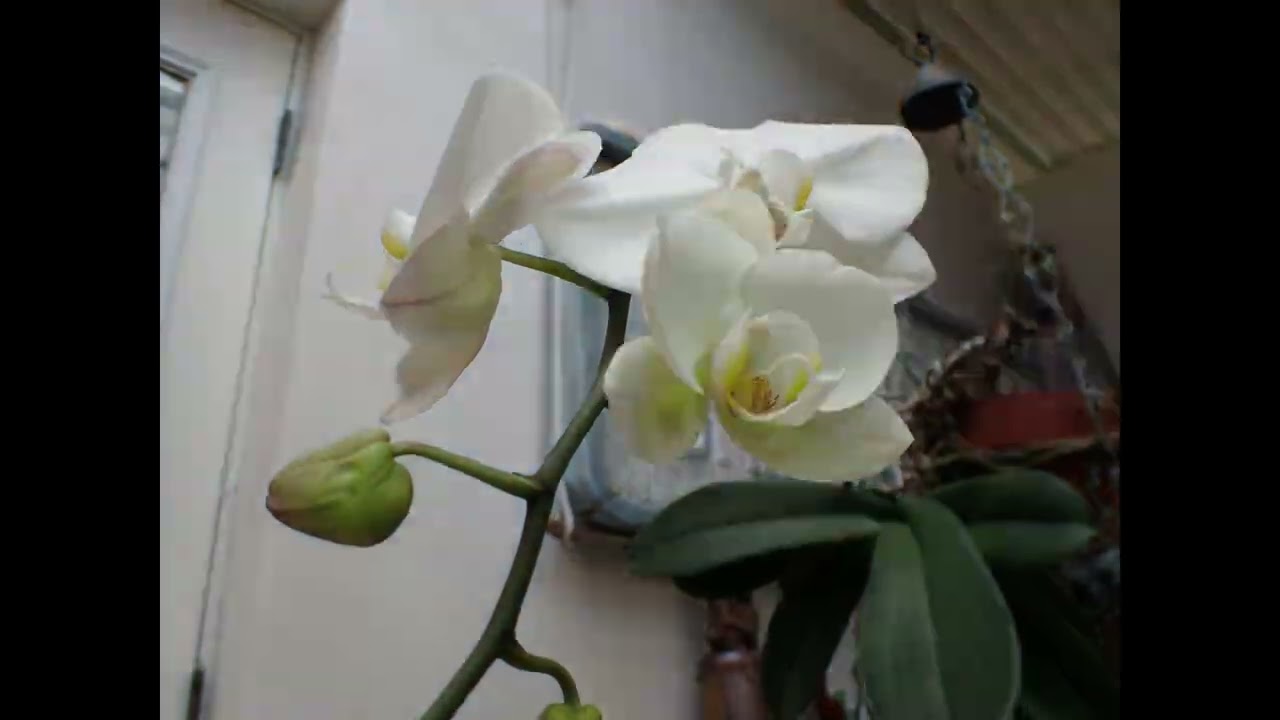 Orchid opening 1 second time-lapse