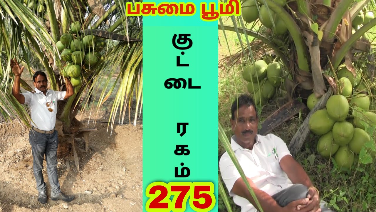 லட்சங்களை அள்ளித்தரும் குட்டைரகம்!!HIGH YIELD COCONUT(DWARF) VARIETY#COCONUT#HIGHYIELD#FARMERS