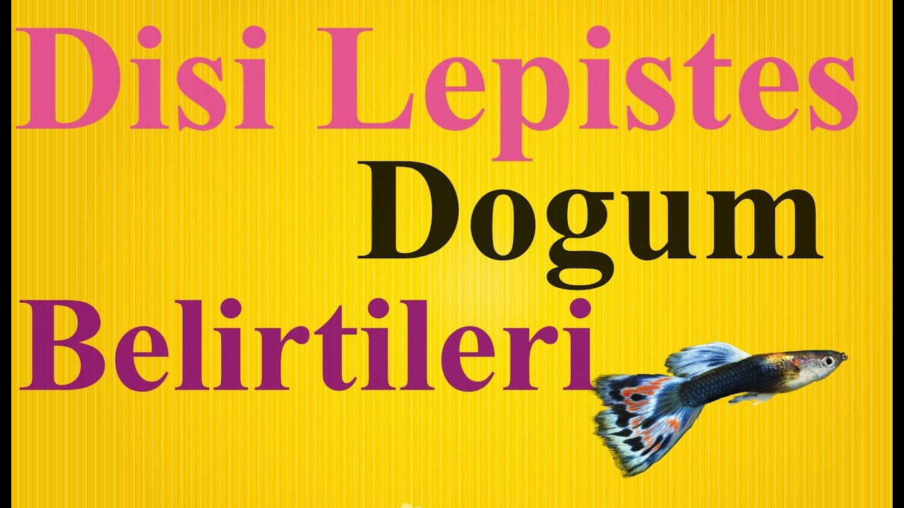 Doğumu Yaklaşan Lepistes Balığı Belirtileri