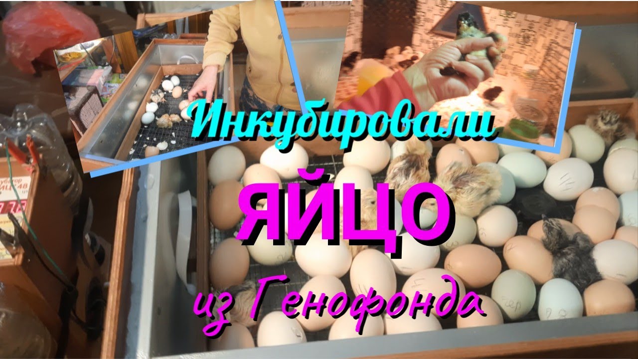 Инкубируем яйцо из Генофонда