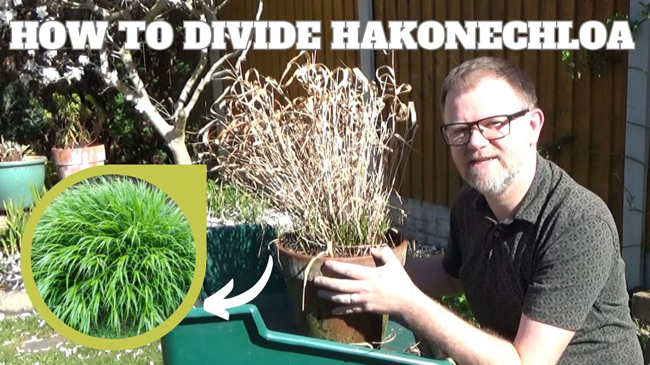 How to Divide Hakonechloa macra (Japanese Forest Grass) | How and When to Propagate Hakonechloa