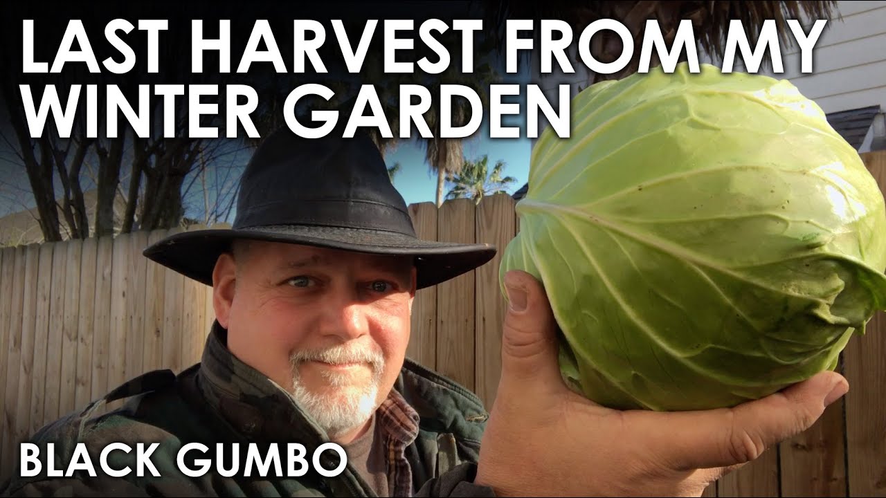 Winter Garden Cabbage Final Harvest + Future Plans || Black Gumbo