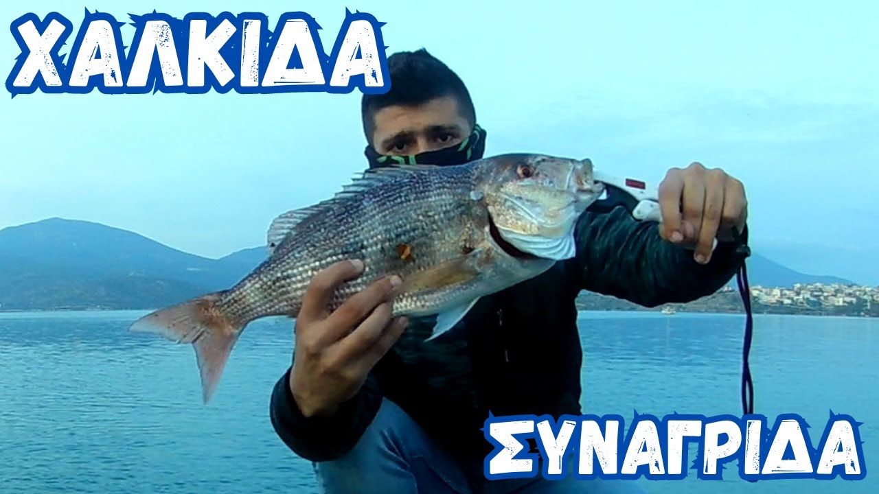 Συναγρίδα στην γέφυρα της χαλκίδας
