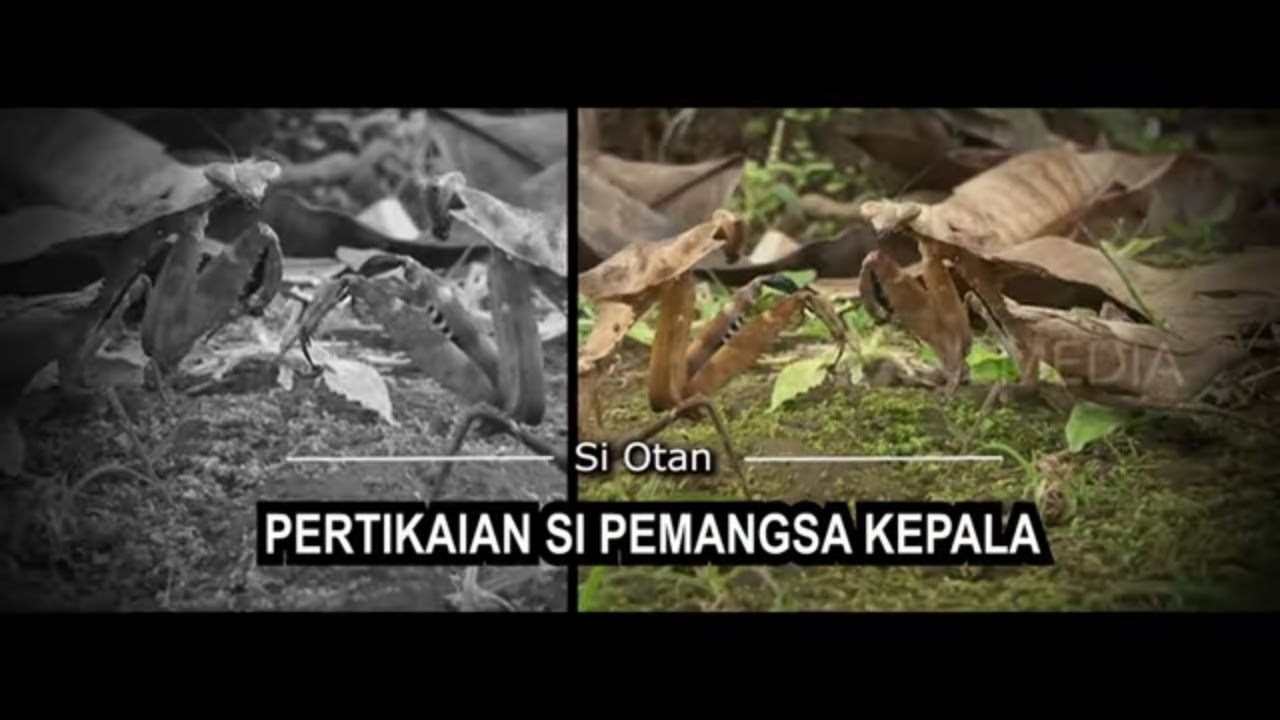 [FULL] Pertikaian Si Pemangsa Kepala | SI OTAN (14/03/22)
