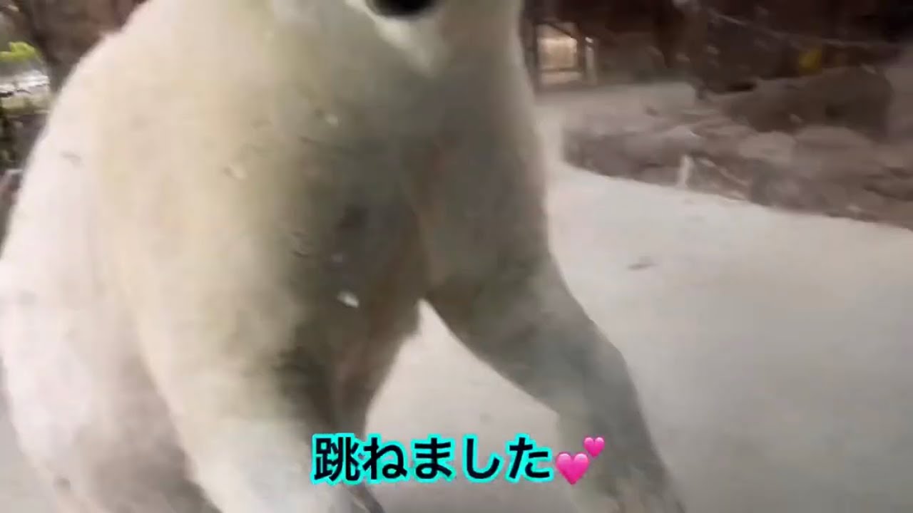 誰もいない雨の日➀ピースちゃんと呼んでみたら跳ねました💕しろくまピースPolar bear piece