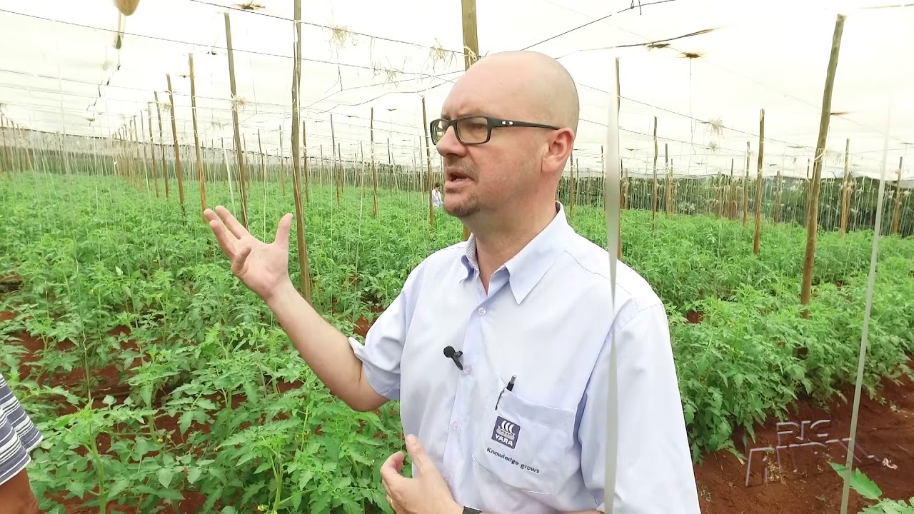 Consultor técnico dá dicas sobre a produção de tomate