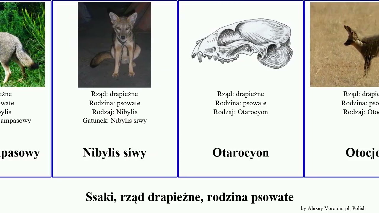 Ssaki, rząd drapieżne, rodzina psowate lis nibylis canis alpinus var rudy lupus mammal wilk anthus