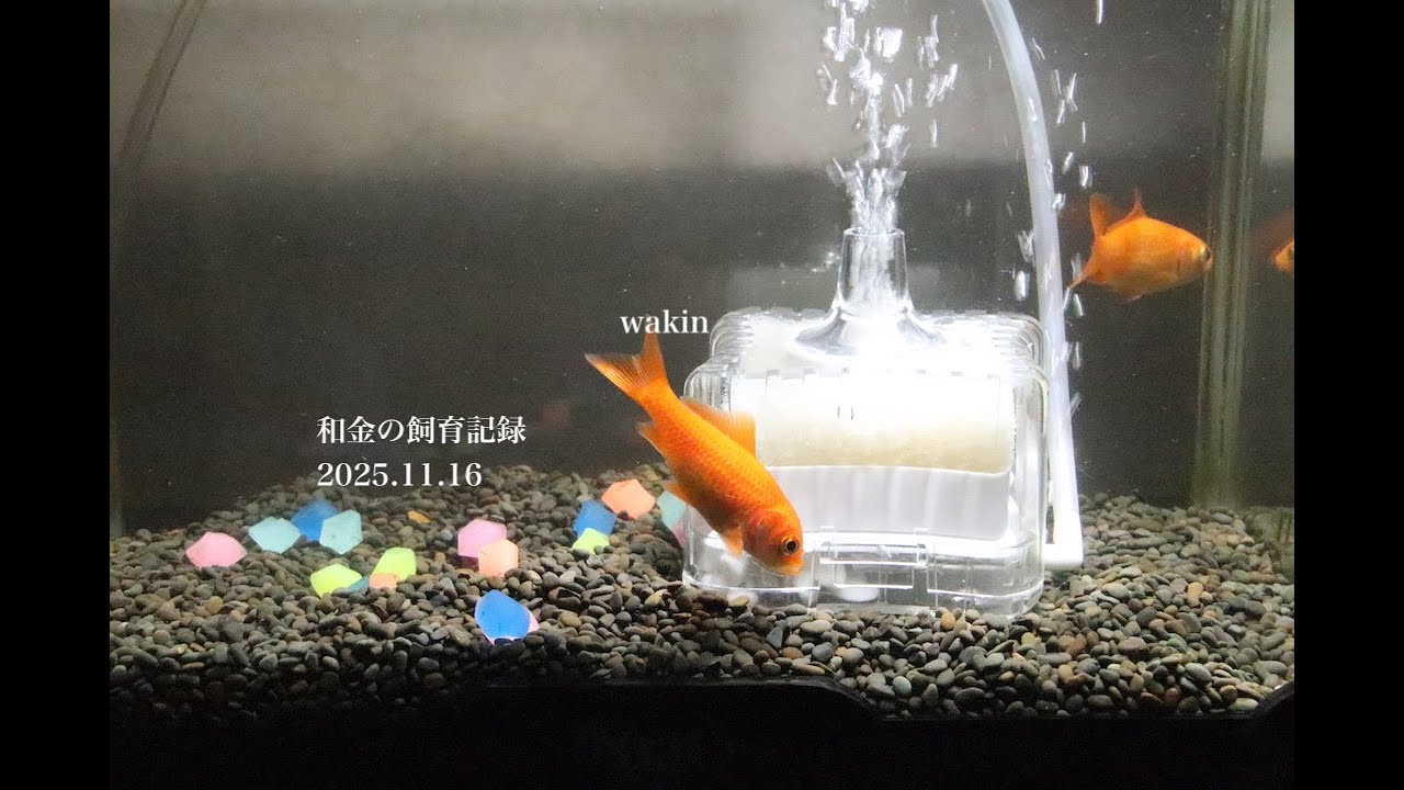 【和金の飼育記録】2025 11 16