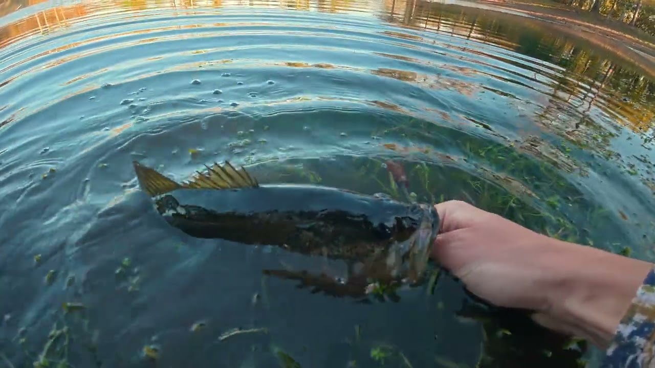 Florida Pond Fishing NDS