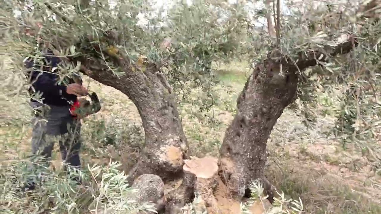 Recuperación de olivos cornicabra de secano tras varios años de abandono.