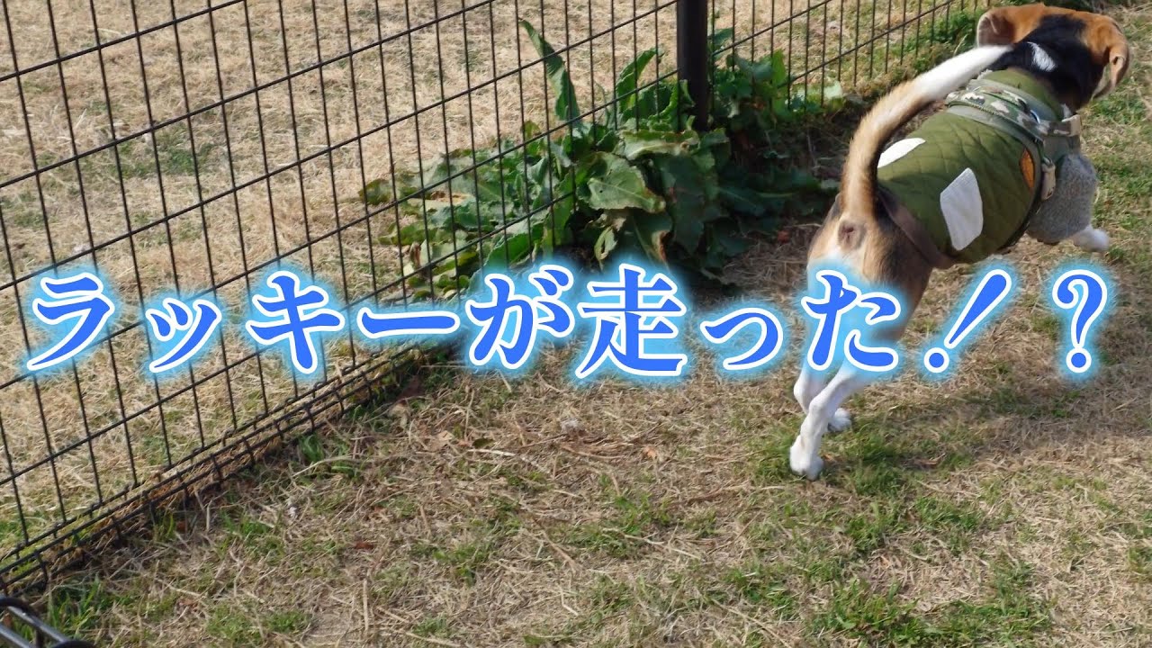 ラッキーが バテた日 ～歩きすぎ？ ～