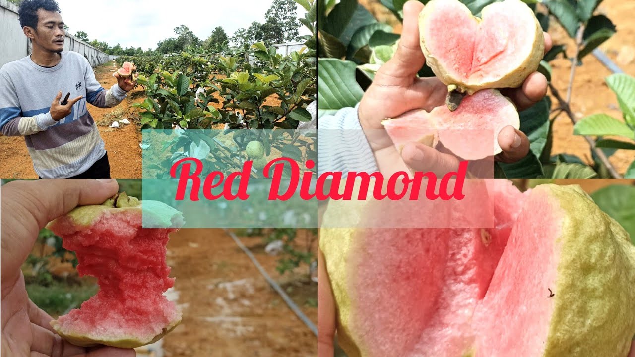 Jambu Red diamond ‼️si Merah Muda yang Menggoda⁉️