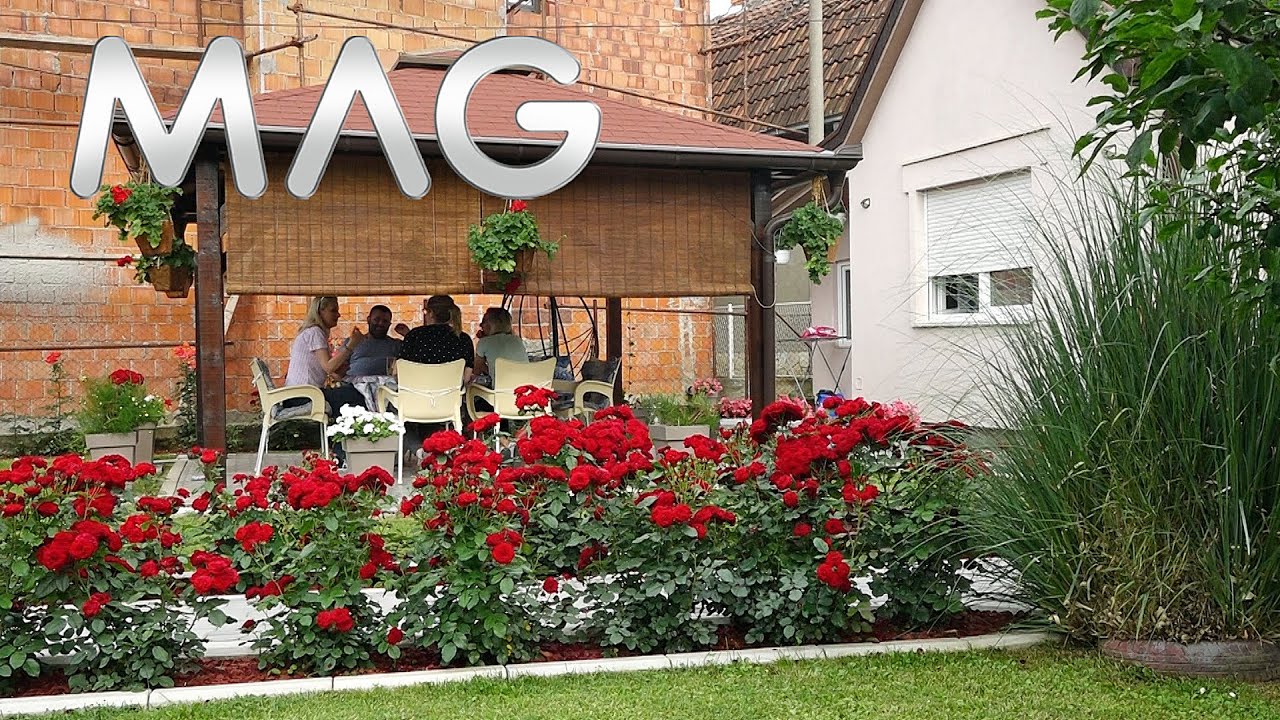 Ruže - ukras obrenovačkih dvorišta