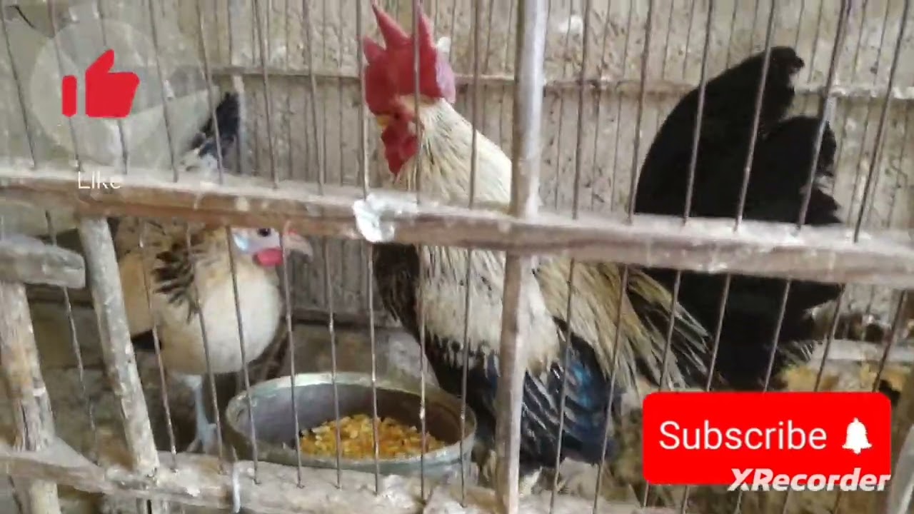 GALLO Y  2 GALLINAS BLACK