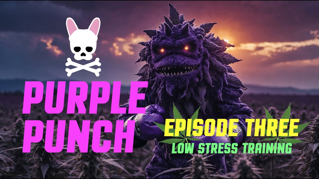 Grow Peaceful - Purple Punch