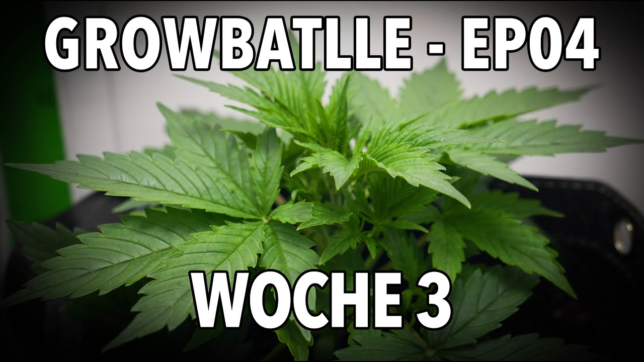 GROWBATTLE 💥🥦 Season 4 - Vivosun VGrow vs. Fridge-O-Mat EPS04 - Woche 3 und VPD 🪴 2x Zkittlez Auto 🪴