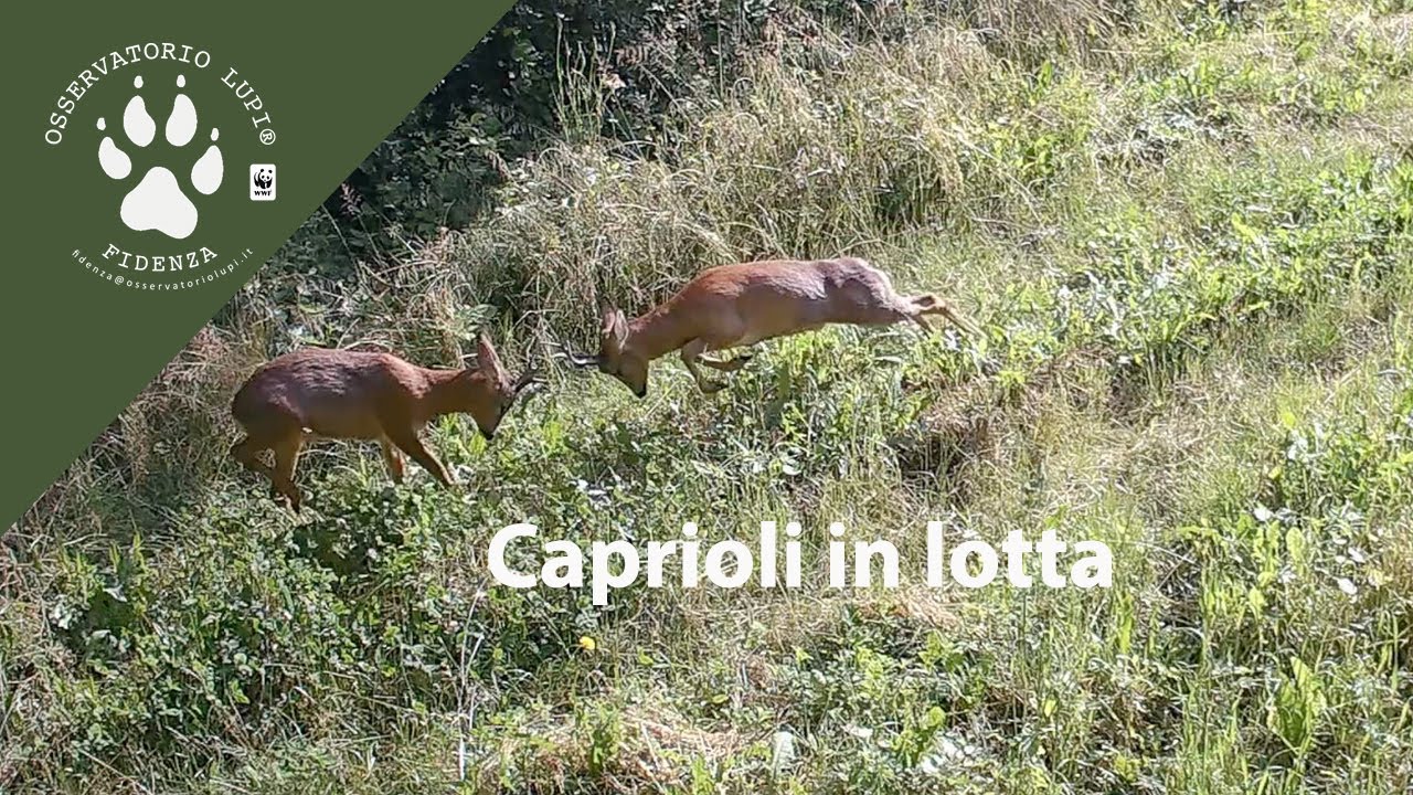 Caprioli in lotta