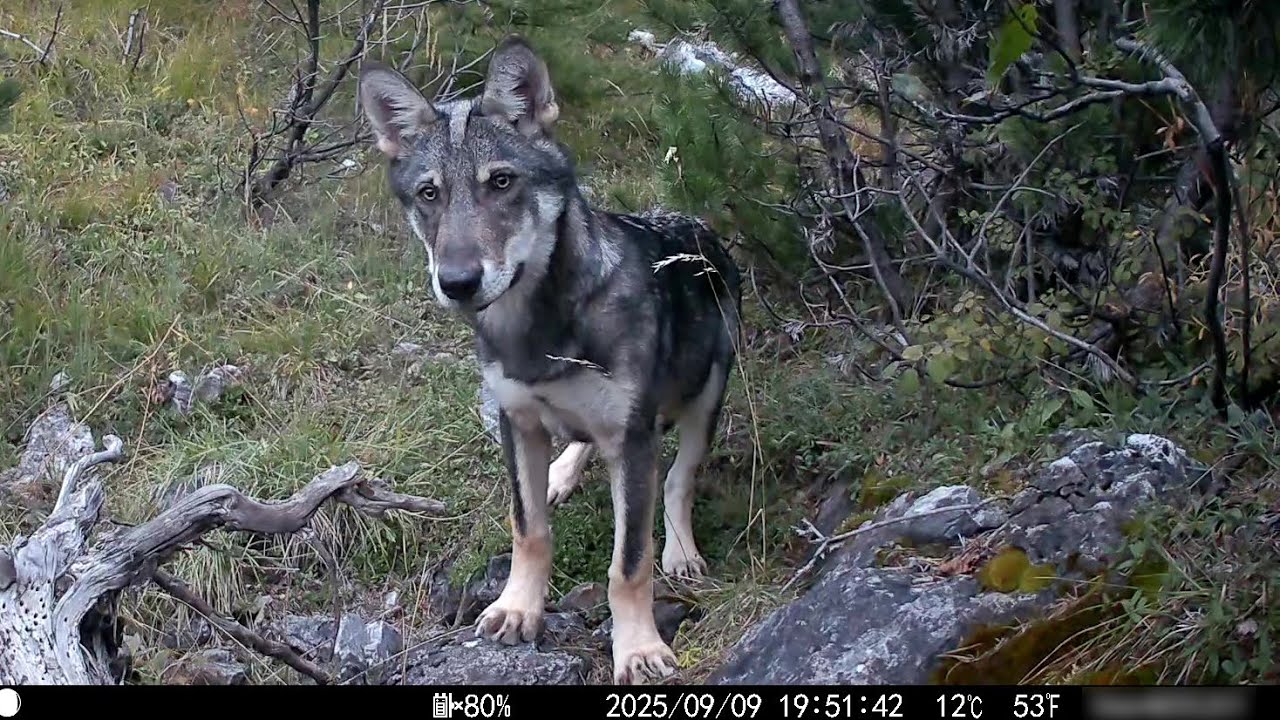 Une meute de loups fait ses courses...