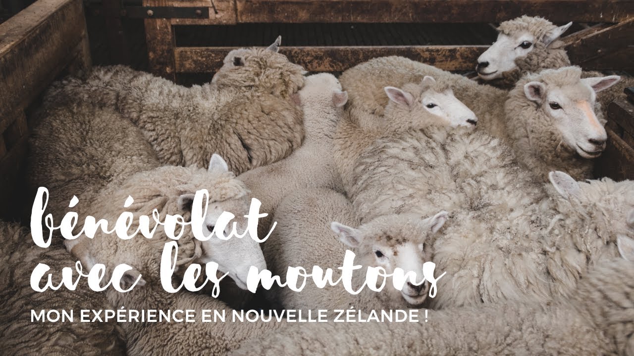 Heather & Kevin : woofing in a sheep station (New Zealand)