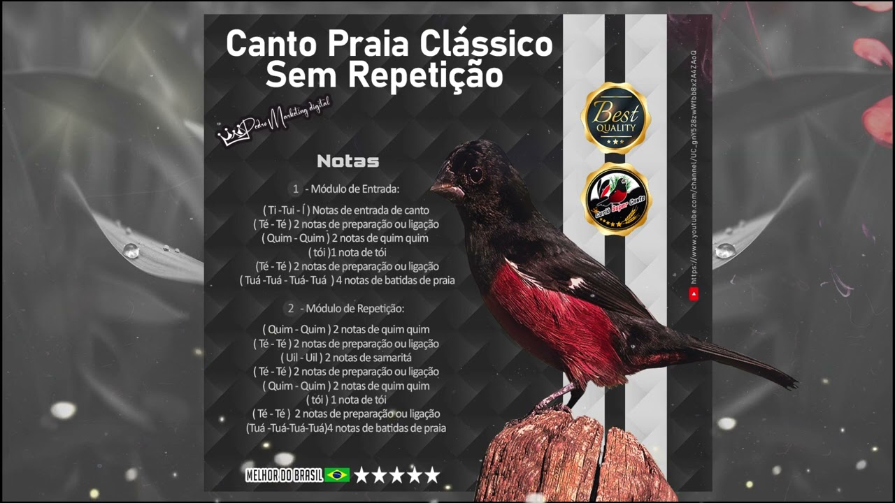 CANTO PRAIA CLÁSSICO SEM REPETIÇÃO ♪