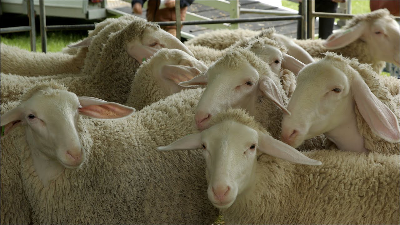Schäferaktionstag 2024 im Wildberger Kloster