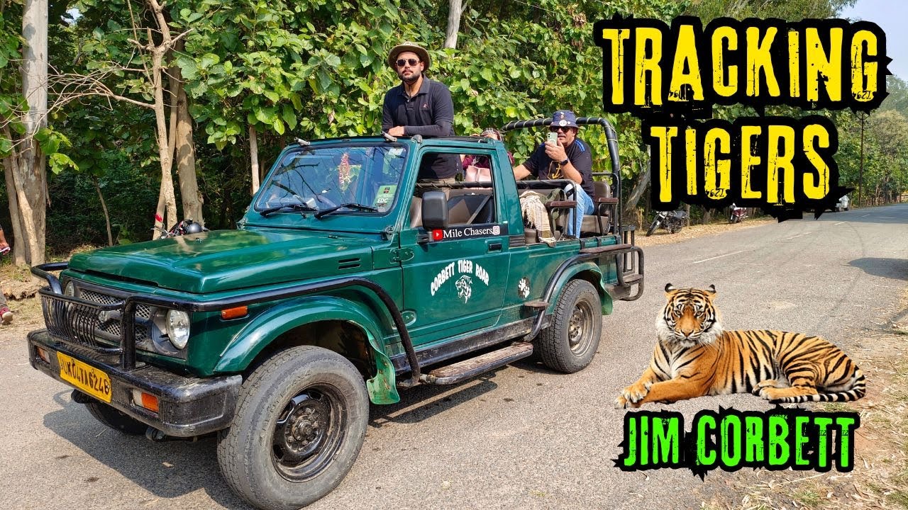 Tracking Tigers in Jim Corbett Dhela Zone | Jungle Safari | Best Zone in Jim Corbett