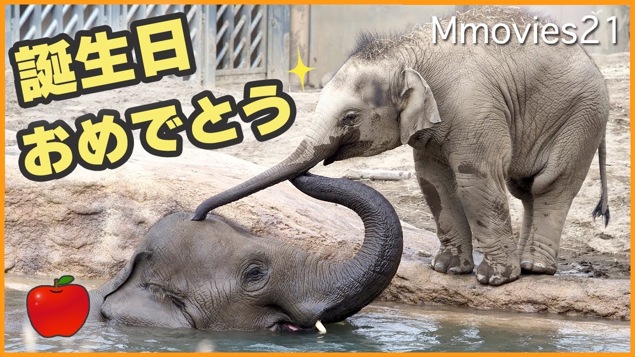 【おめでとう】タオ1歳の誕生日に大きなリンゴをもらう〜愛されニャインとじゃれる日常〜アジアゾウ群れ生活の記録~Asian elephant Tao's first birthday
