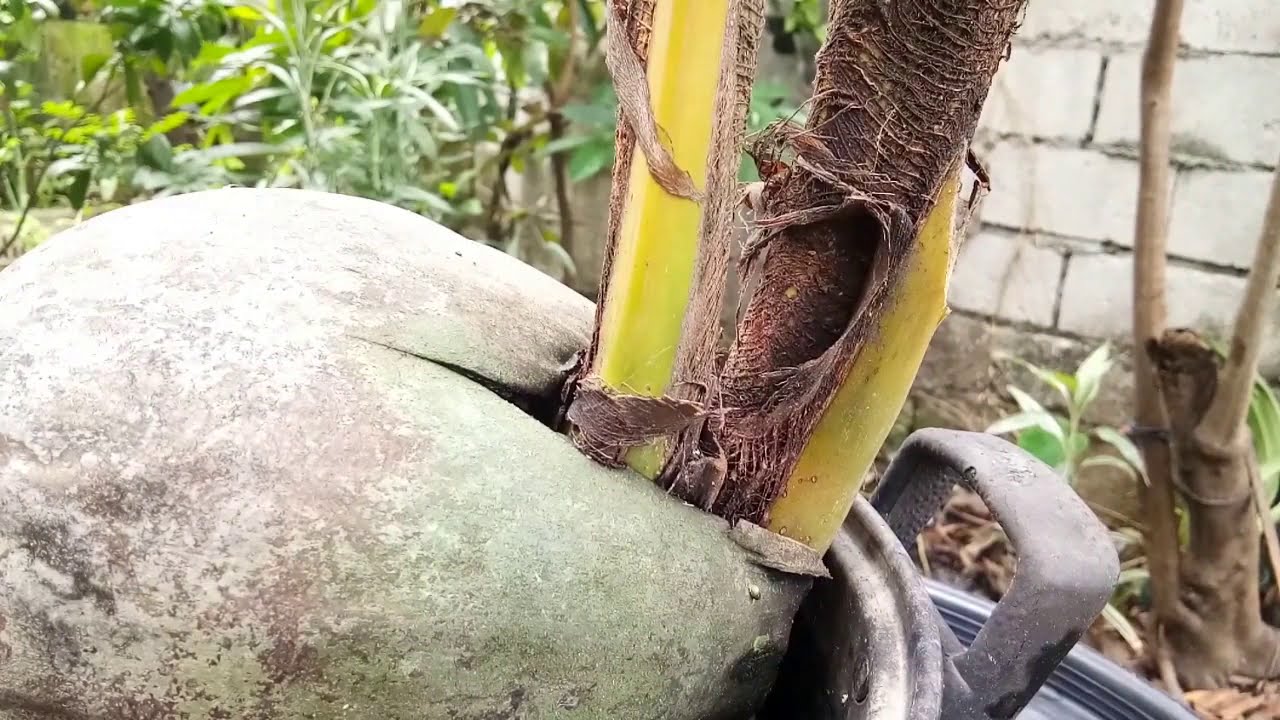 Siamese Coconut / Backyard Gardening / Polyembryony