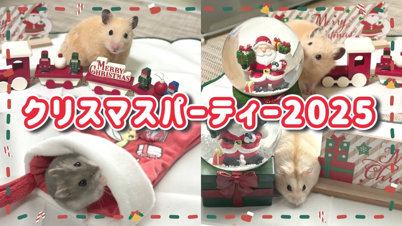 【💗かわいすぎ注意⚠️】ハムスターたちと過ごすクリスマスパーティー2025が可愛すぎた…🎅🏻🎄.*┊ #キンクマ ┊ #ブルーサファイア┊ #ゴールデンハムスター ┊ #ジャンガリアンハムスター ┊︎