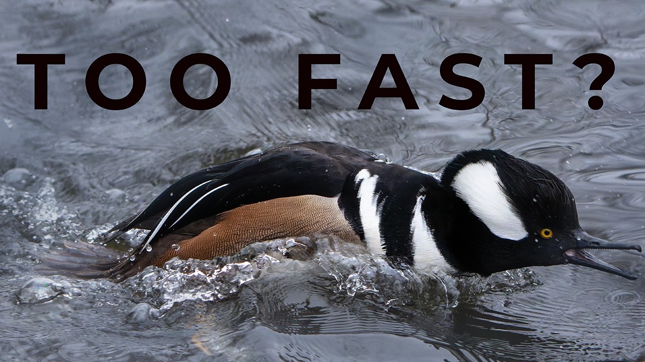 Too Fast for Me? Hooded Mergansers Test My Patience
