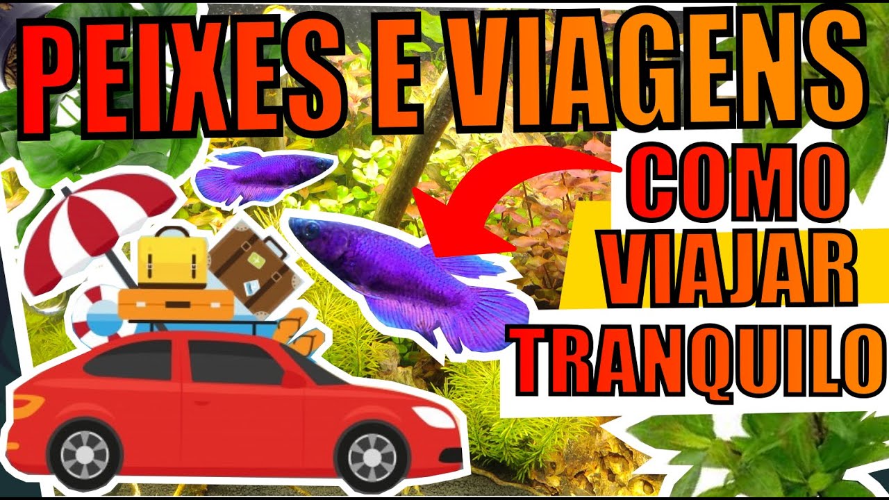 🔴O QUE FAZER COM OS AQUÁRIOS EM VIAGENS? |Mr. Betta|