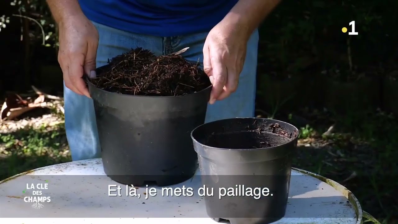 14/ La Clé des Champs : Semis des graines de palmiers