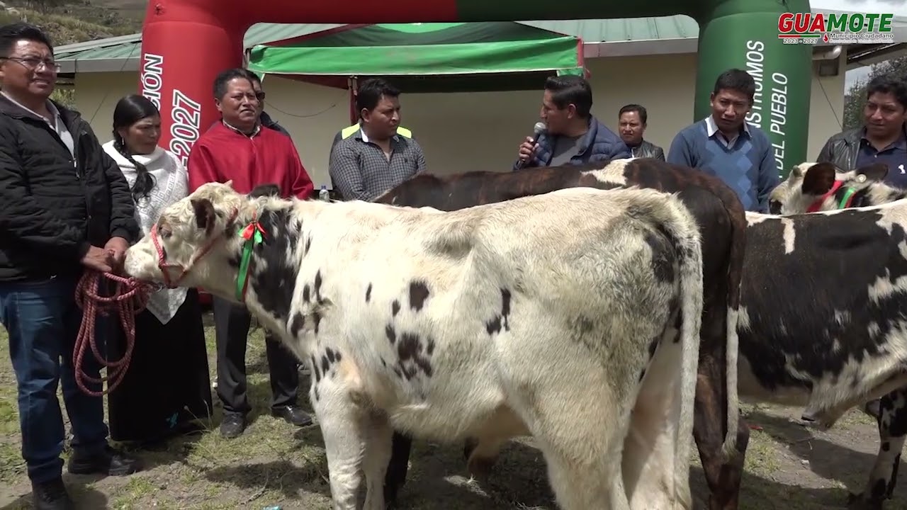 Realizamos la entrega de 37 bovinos normandos en la comunidad San José de Encalado