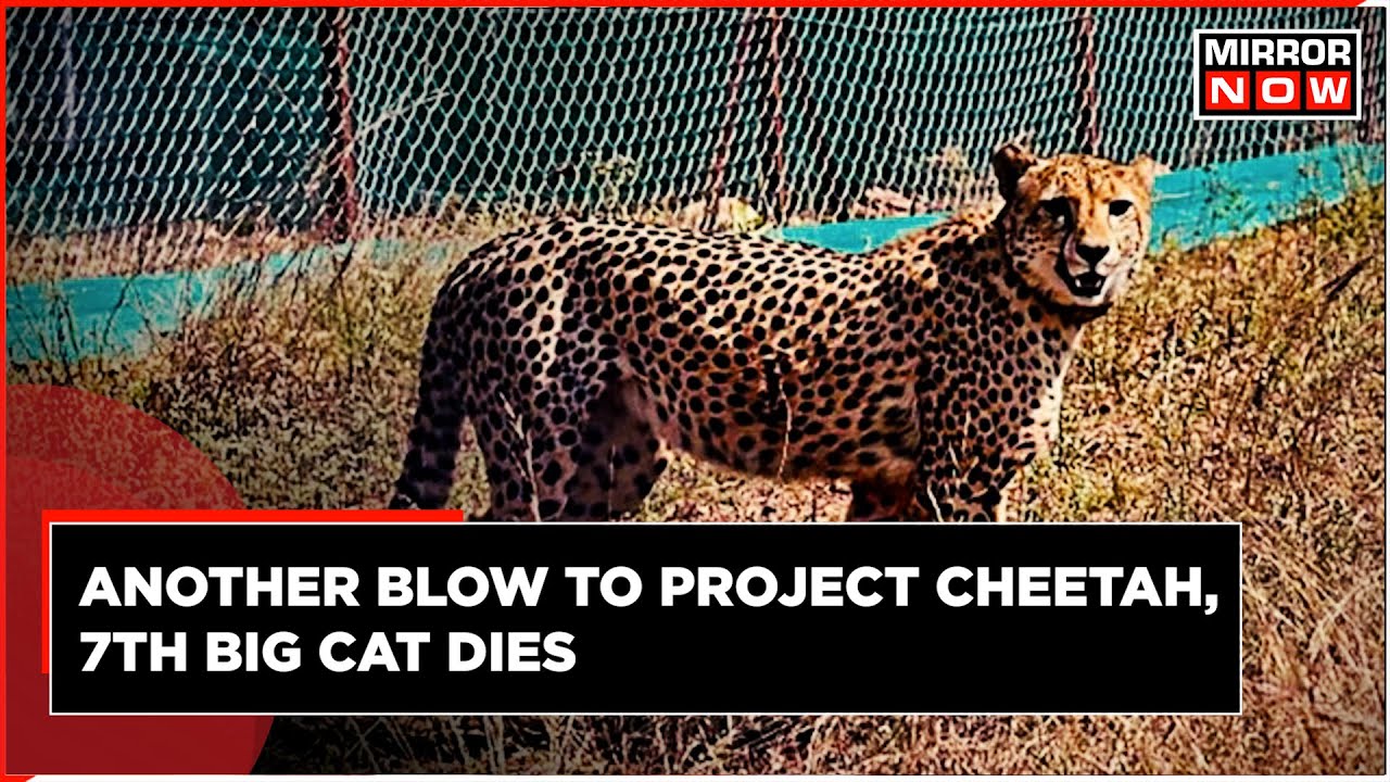 Cheetah In India | One More African Cheetah Dies At Kuno National Park | Cheetah Death | Latest News