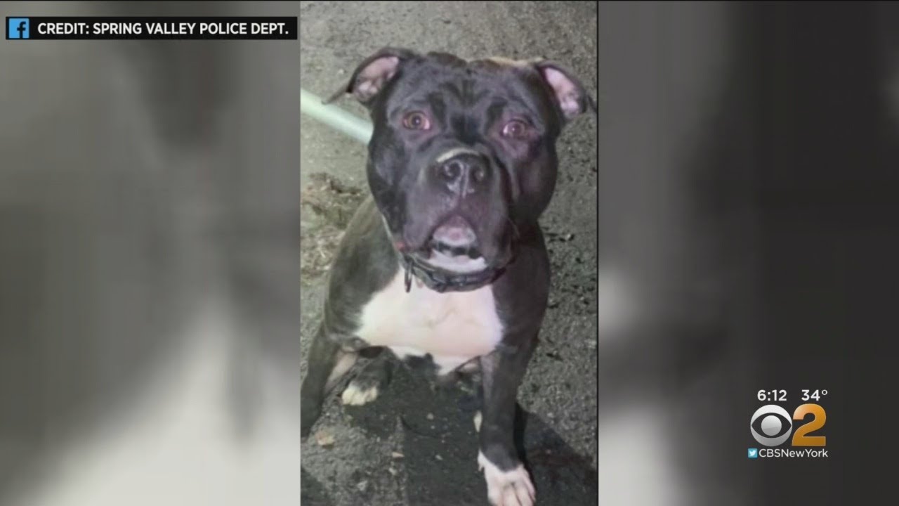 1-Year-Old Child Attacked By Dog