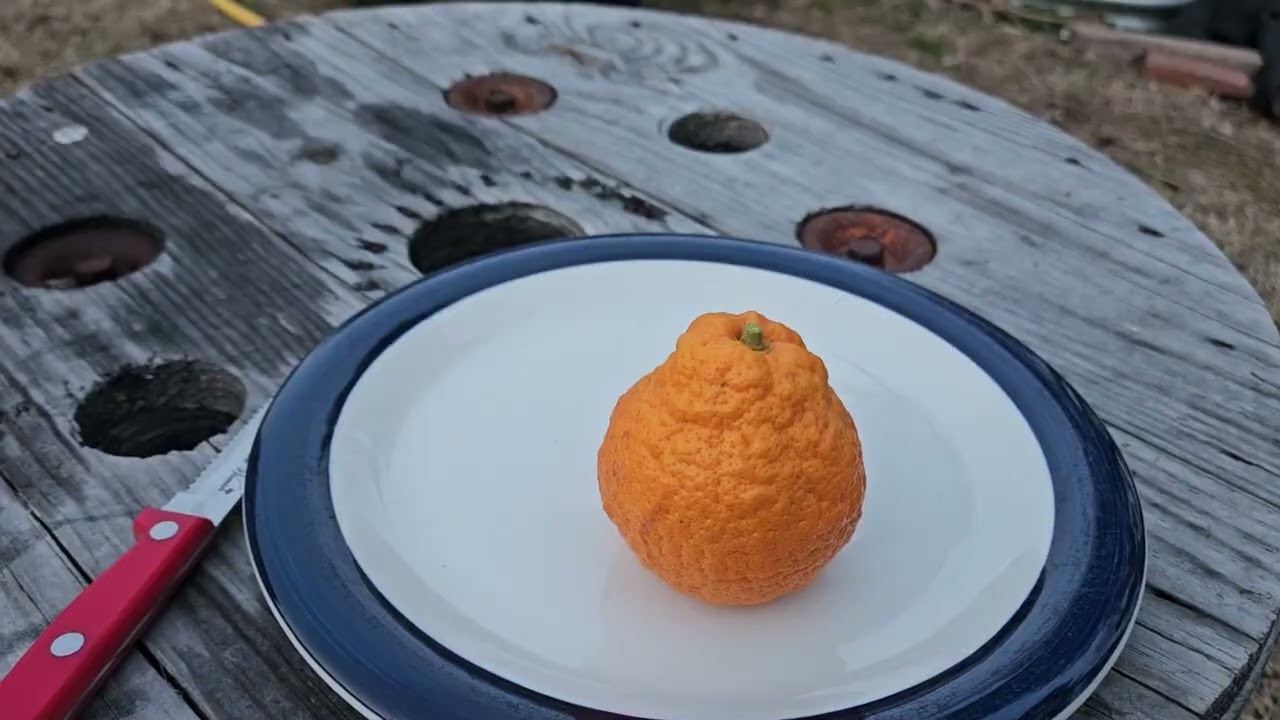 First Xie Shan Harvest - February 10, 2026